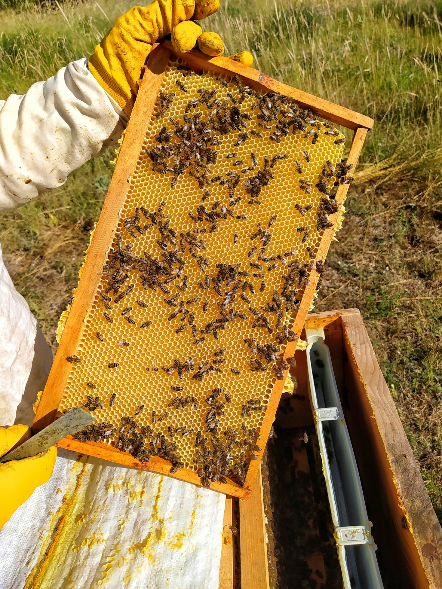 Top Resources for Beginners in Beekeeping