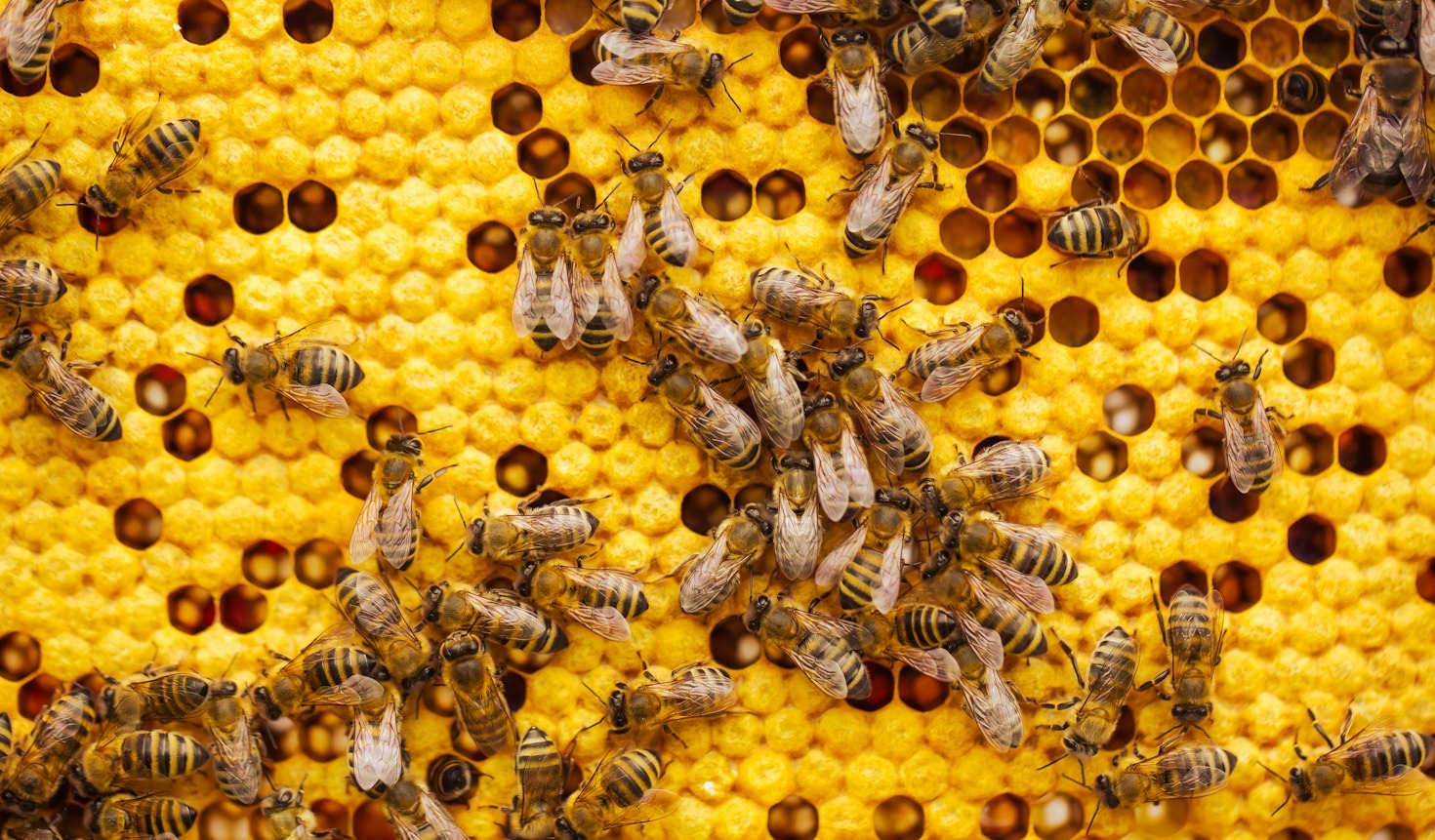 The Vital Role of Bees in Our Ecosystem