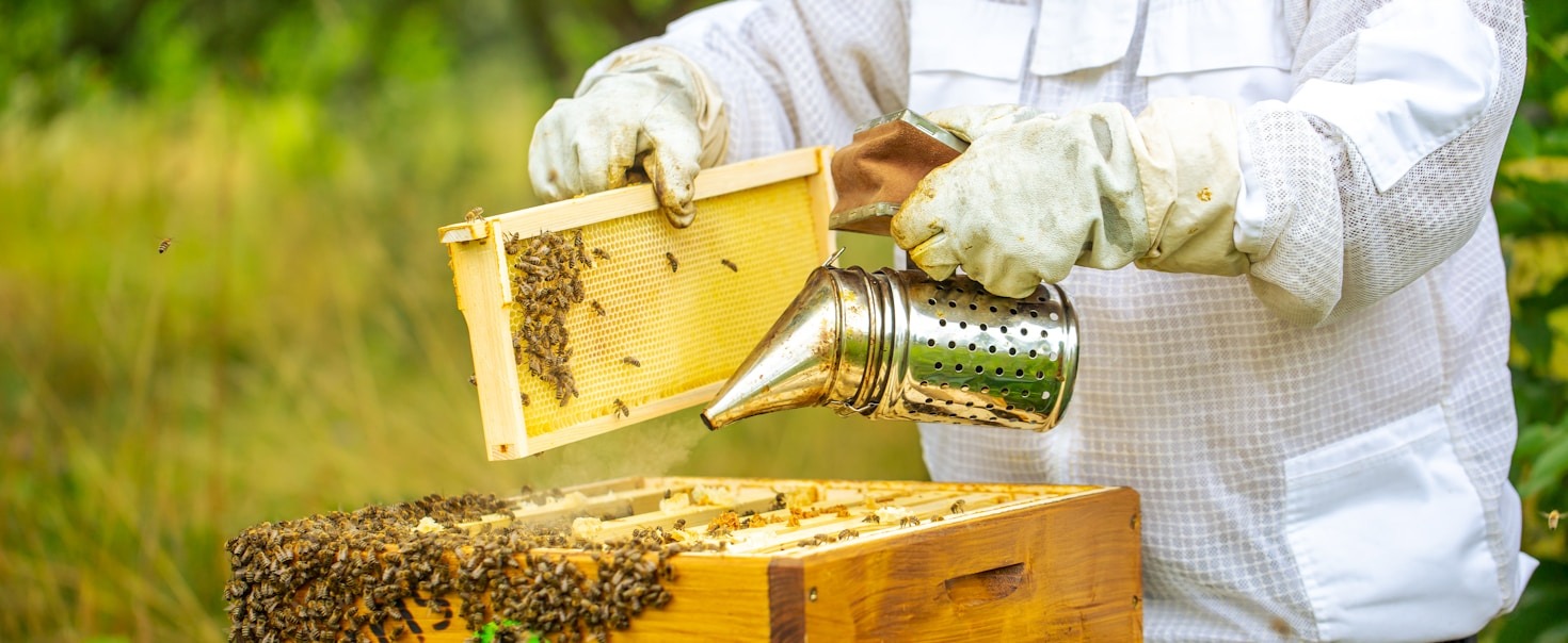 Tips to Start Your Beekeeping Journey