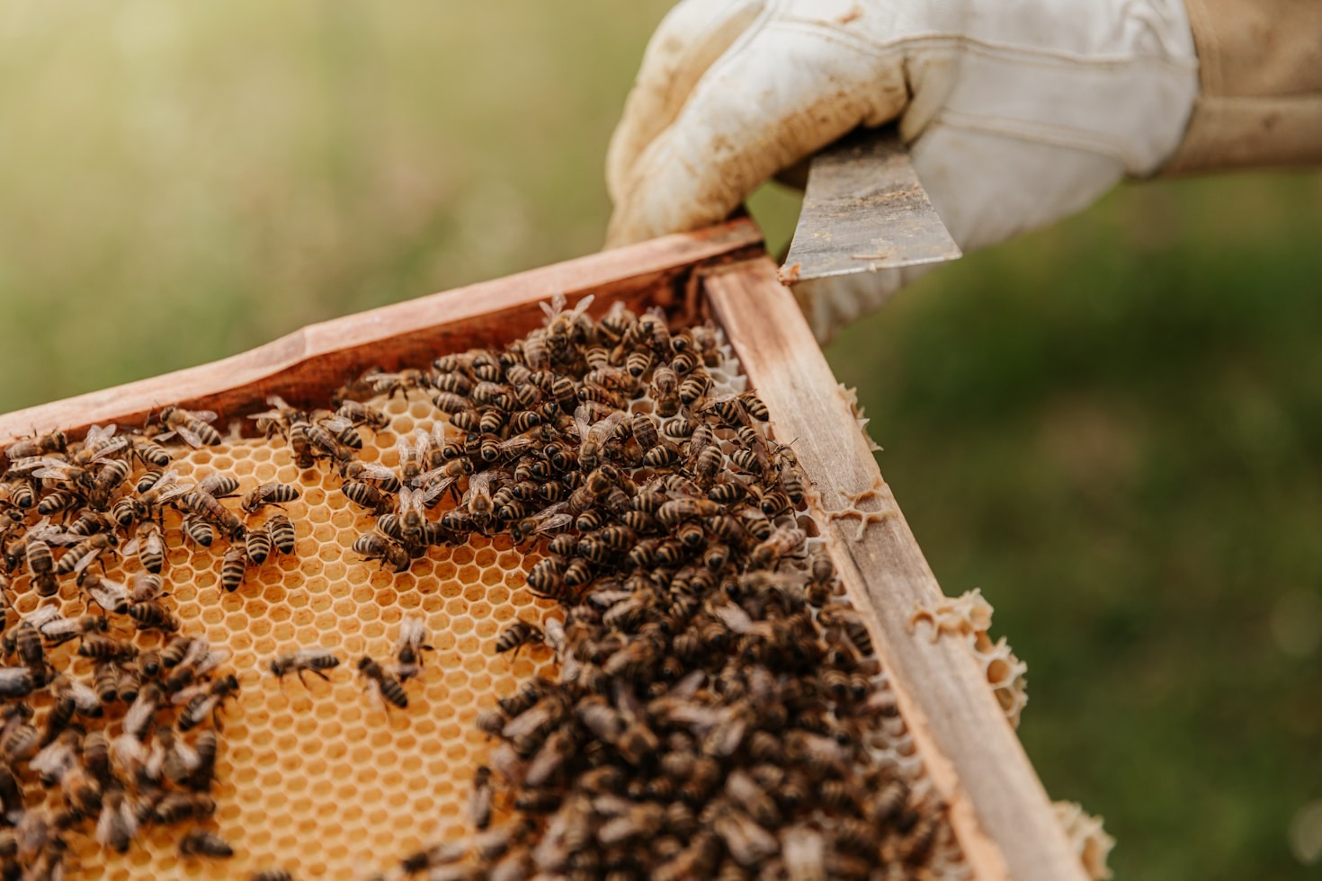 Engaging Activities for Beekeeping Enthusiasts